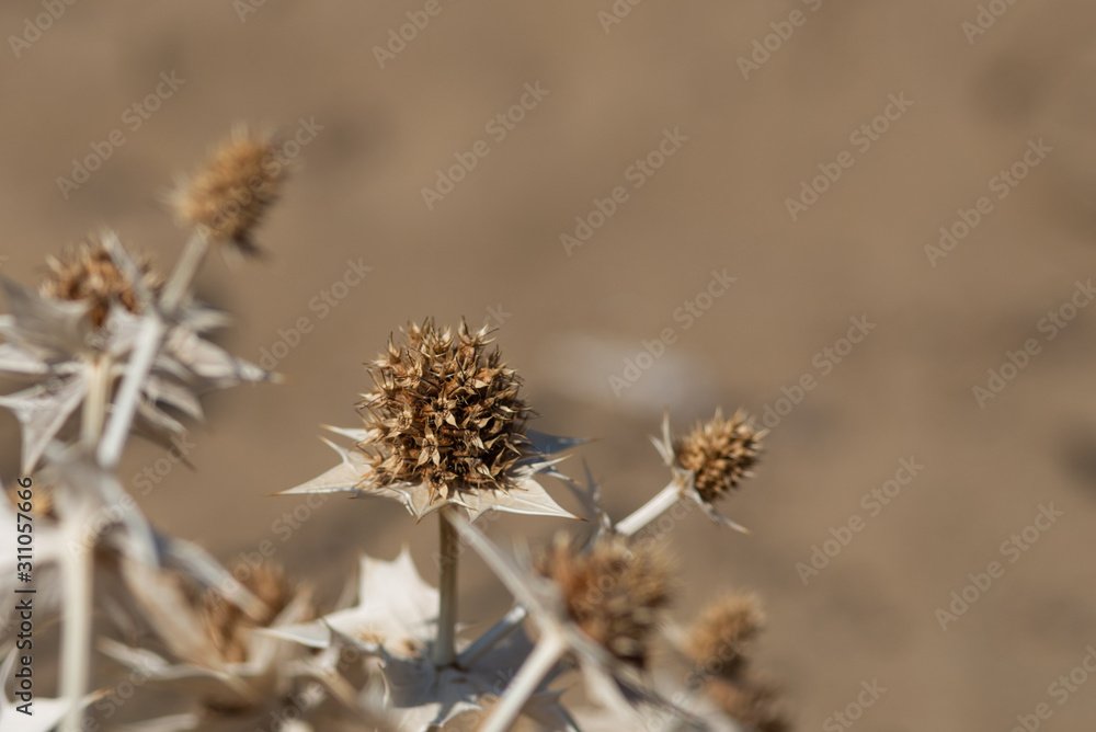 dry thistle on natural colour background dry thistle on natural colour background