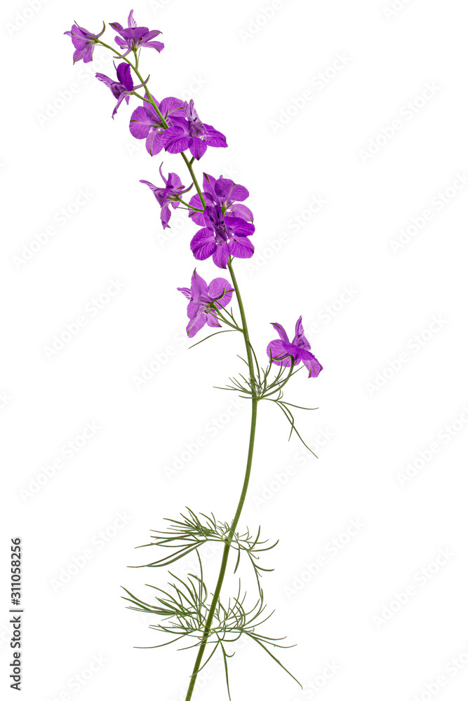 Violet flower of wild delphinium, larkspur flower, isolated on white background Violet flower of wild delphinium, larkspur flower, isolated on white background