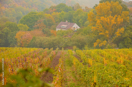 autumn mood with fog in the Viennese wineyards photo