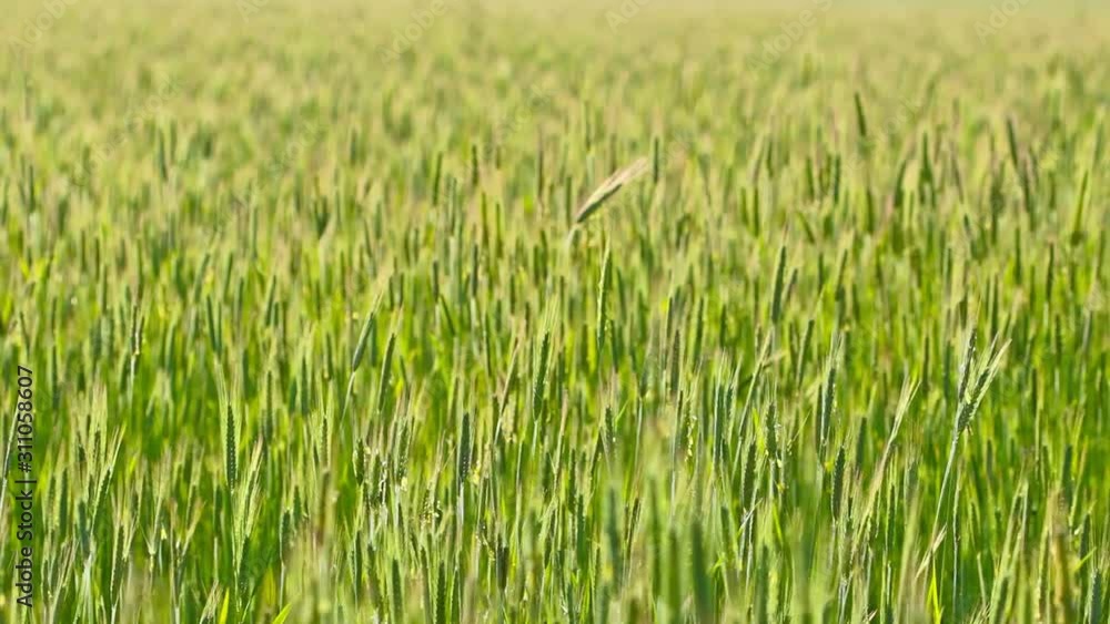 ears of wheat. 4K. FULL HD, 4096x2304 ears of wheat. 4K. FULL HD, 4096x2304