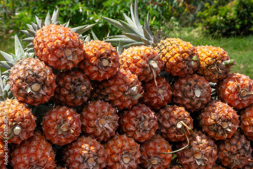 Pineapple on the fruit market in rural Madagascar