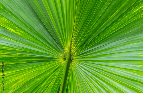 palm leave texture background
