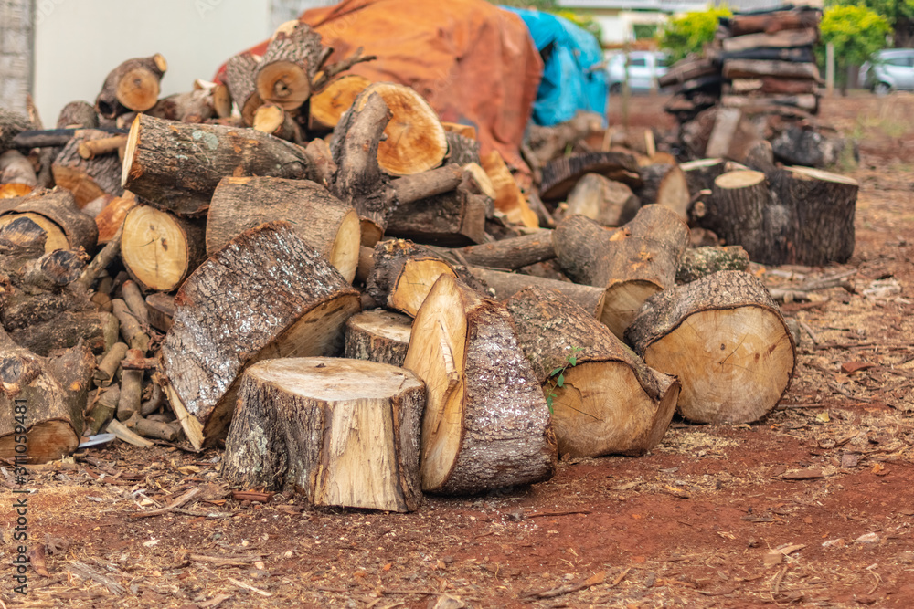 group of cut and stacked tree toasts saved on ground group of cut and stacked tree toasts saved on ground
