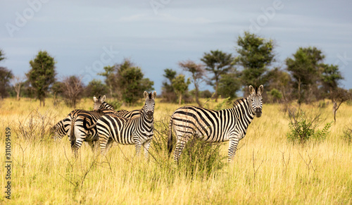Burchells Zebra in the Kruger National Park South Africa 