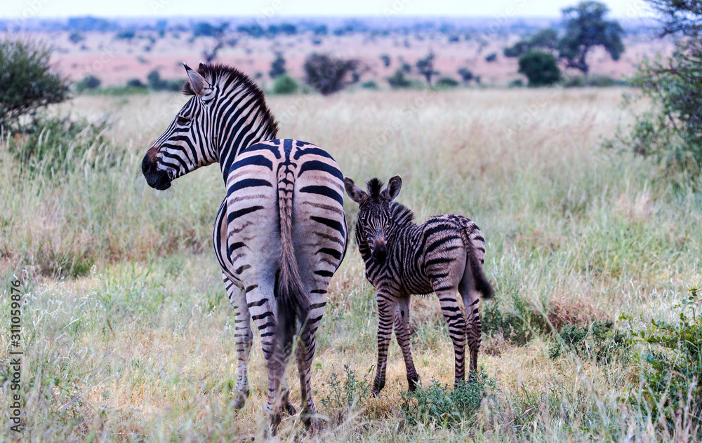 Naklejka premium Burchells Zebra in the Kruger National Park South Africa 