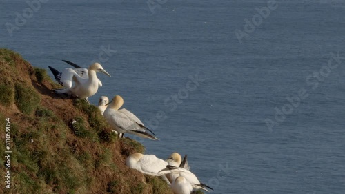 Gannet Bird (4 year old juvenile) Jumps off cliff and flies away