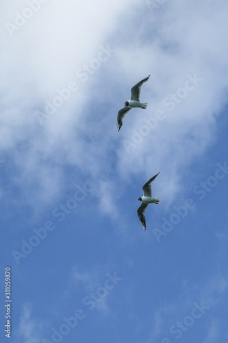 The seagulls flying in the brigh partly cloudy sky above the sea. 