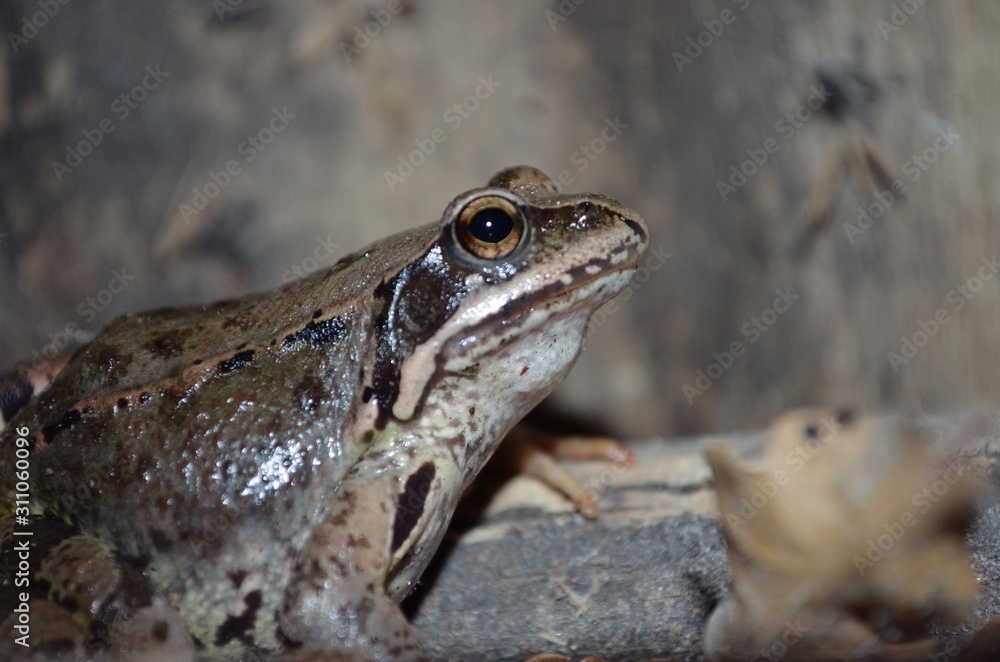 Fototapeta premium Frog closeup image with blurred background