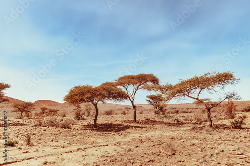 Fototapeta View on the moroccan desert, drying of dry river and desertification