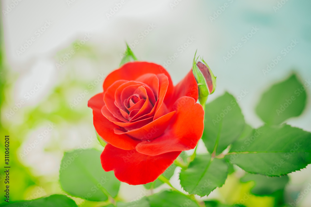 Highlighted red rose on light blurred background Highlighted red rose on light blurred background