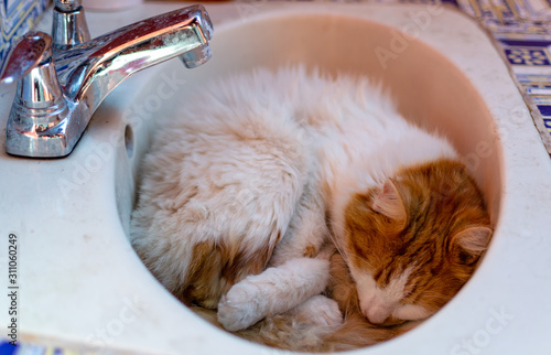 Funny cats