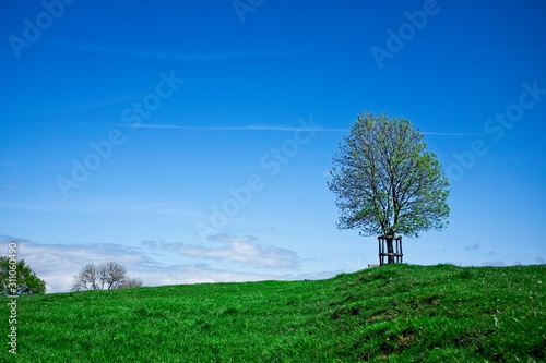 Solitary Tree on grassy hill with blue sky