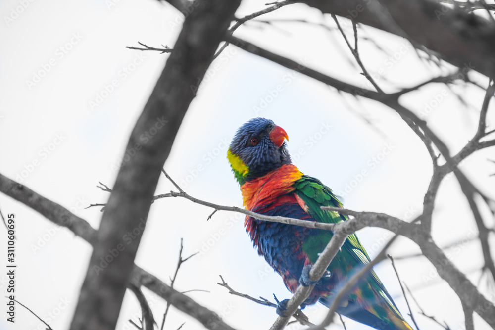 Lorikeet Lorikeet