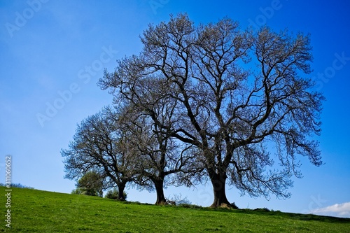 Trees on grassy hillside with blue sky