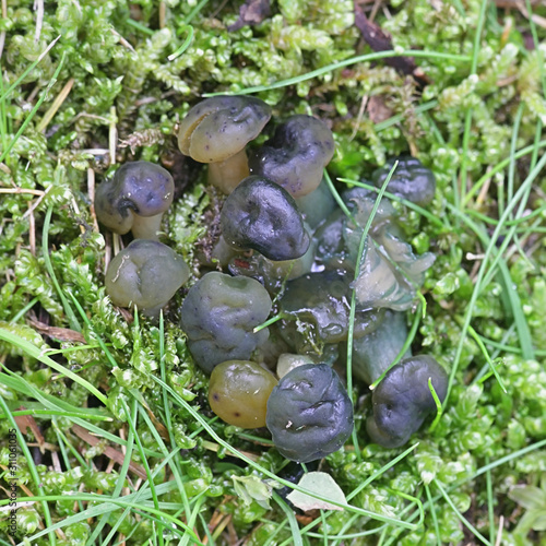 Leotia lubrica, known as a jelly baby or jellybaby fungus, mushrooms from Finland photo