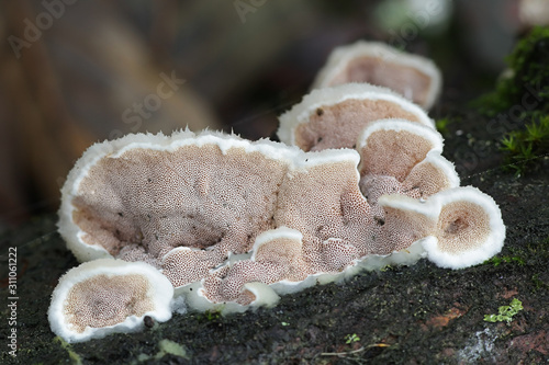 Gloeoporus dichrous, known as bicoloured bracket fungus, mushrooms from Finland photo