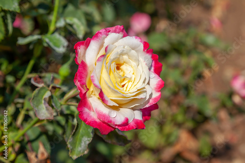 Double Delight rose flower in the field. Scientific name  Rosa   Double Delight  Flower bloom Color  Creamy white  edged strawberry red. 