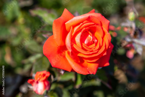 Tropicana rose flower in the field. Scientific name  Rosa   Tropicana  Flower bloom Color  Orange and orange blend