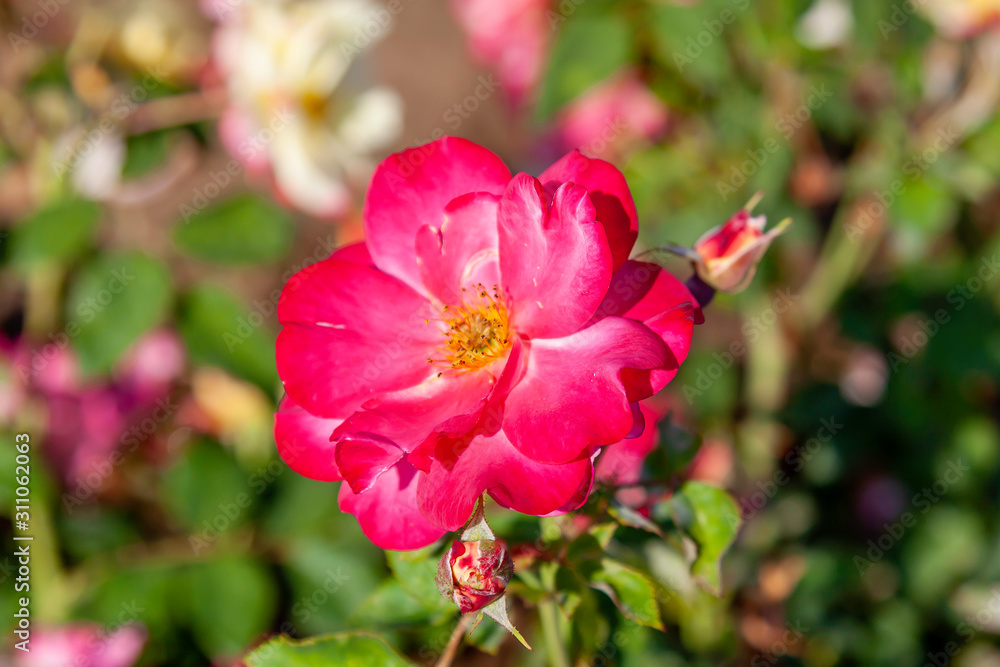 Fototapeta premium Campfire rose with water drops in the field. Scientific name: Rosa ' Campfire'. Flower bloom Color: Yellow, with cherry-red edges. 