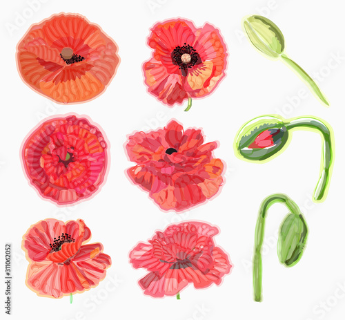 Poppy. Watercolor floral illustration. Floral decorative element.