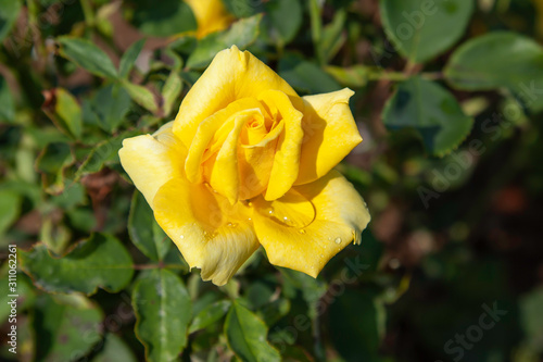 Lions International rose with water drops in the field. Scientific name: Rosa ' Lions International'. Flower bloom Color: Deep yellow 