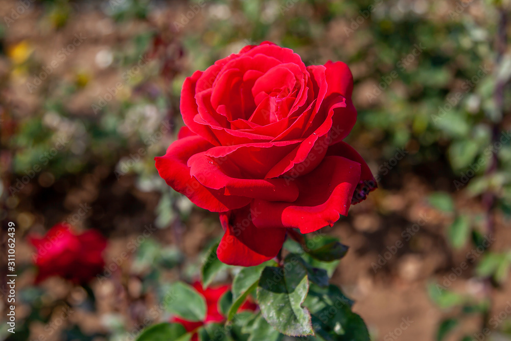 City of Windsor rose flower in the field. Scientific name: Rosa 'Liebeszauber'. Flower bloom Color: Dark red City of Windsor rose flower in the field. Scientific name: Rosa 'Liebeszauber'. Flower bloom Color: Dark red