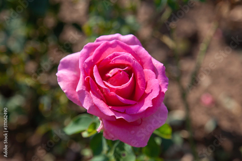 Gentle Giant rose flower in the field. Scientific name  Rosa   Gentle Giant  . Flower bloom Color  Cerise pink with yellow base