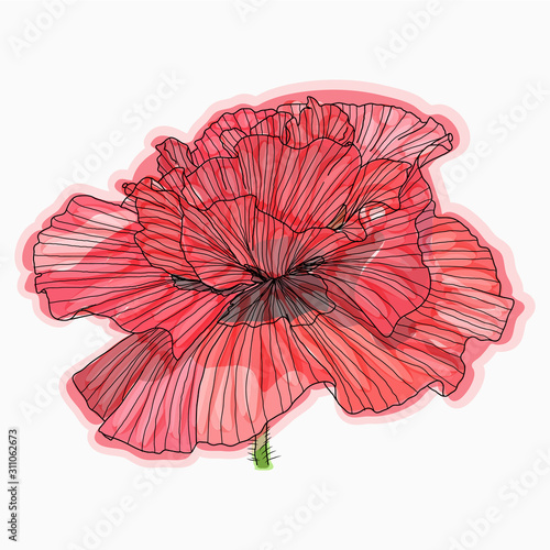 Ink  pencil  watercolor poppy flower sketch. Hand drawn nature painting.