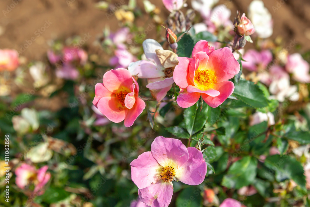 Rainbow Knock Out rose flowers in the field. Rainbow Knock Out rose flowers in the field.