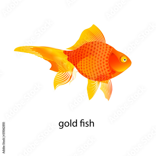 gold fish