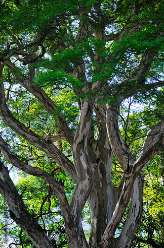 tree branches © Ilton Rogerio