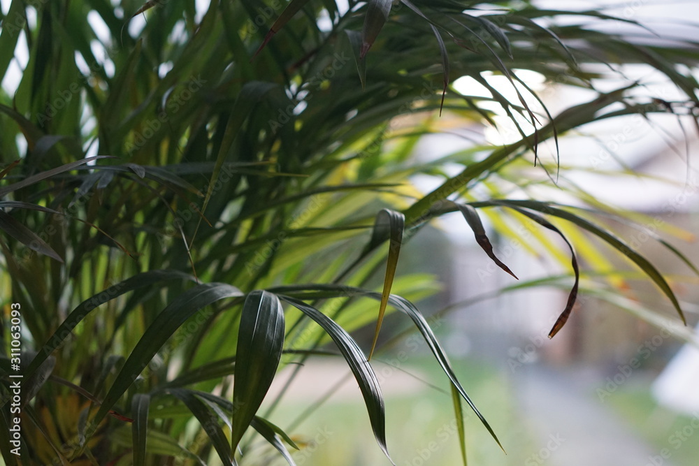 Obraz premium room decoration with green plants near the window