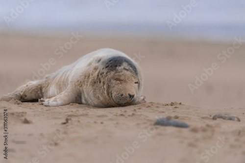 seal on the beach in winter