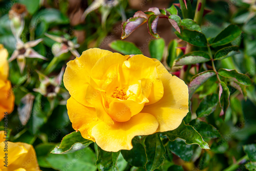Golden Scepter rose flower in the field. Scientific name: Rosa ' Golden Scepter'. Flower bloom Color: Deep yellow Golden Scepter rose flower in the field. Scientific name: Rosa ' Golden Scepter'. Flower bloom Color: Deep yellow
