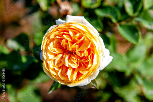 Crown Princess Margareta rose flower in the field. Scientific name: Rosa 'Crown Princess Margareta'. 
Flower bloom Color: Apricot and apricot blend photo