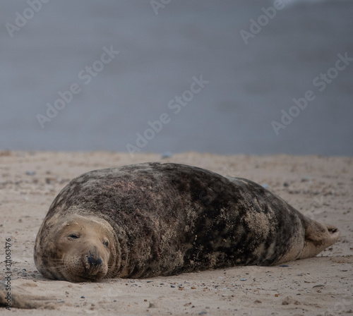 seal on the beach in winter