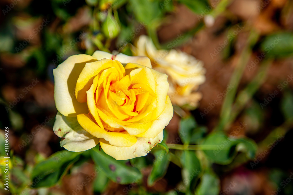 St. Patrick rose flower in the field, Ontario, Canada. Flower bloom Color: Medium yellow St. Patrick rose flower in the field, Ontario, Canada. Flower bloom Color: Medium yellow