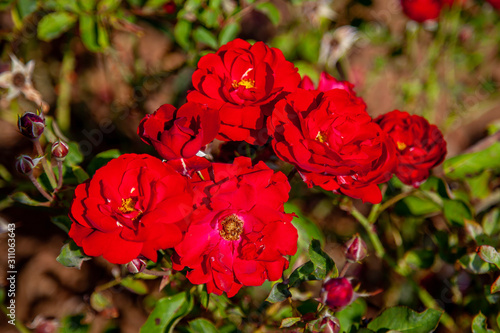 Φωτογραφία Lili Marlene rose flower in the field, Ontario, Canada