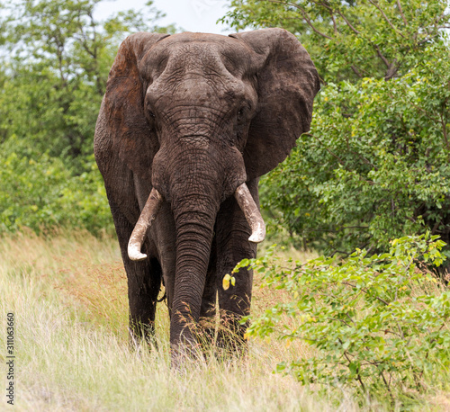 Elephants in the Kruger National Park South Africa 