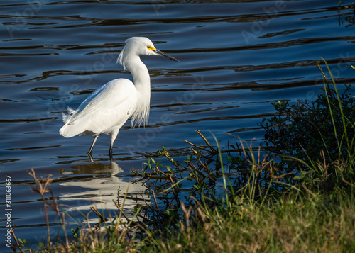 Snowy Egret wading in a blue stream! © Lawrence