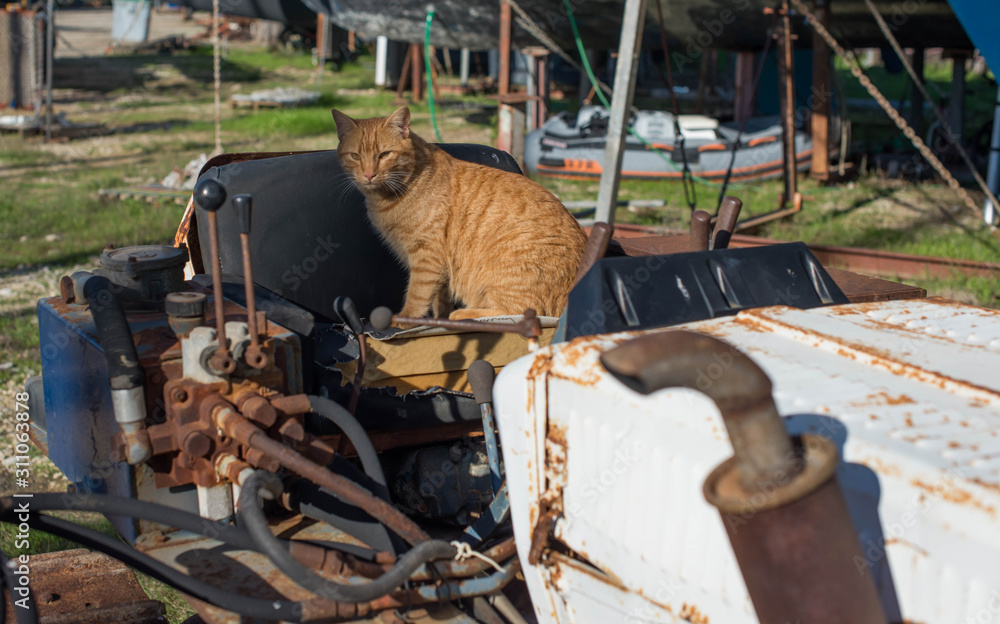 Red stray cat on a rusty abandoned bulldozer Red stray cat on a rusty abandoned bulldozer