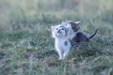 Two little kittens in the green grass. Little kitties play outside
