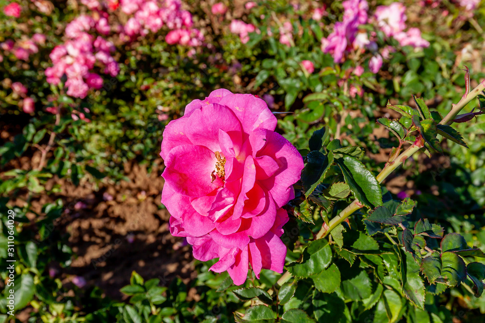 Felix Leclerc rose flower in the field, Ontario, Canada. Flower bloom Color: Medium pink. Felix Leclerc rose flower in the field, Ontario, Canada. Flower bloom Color: Medium pink.