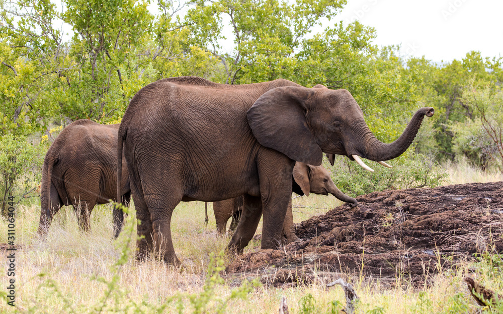 Elephants in the Kruger National Park South Africa Elephants in the Kruger National Park South Africa