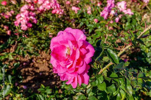 Tableau sur toile Felix Leclerc rose flower in the field, Ontario, Canada