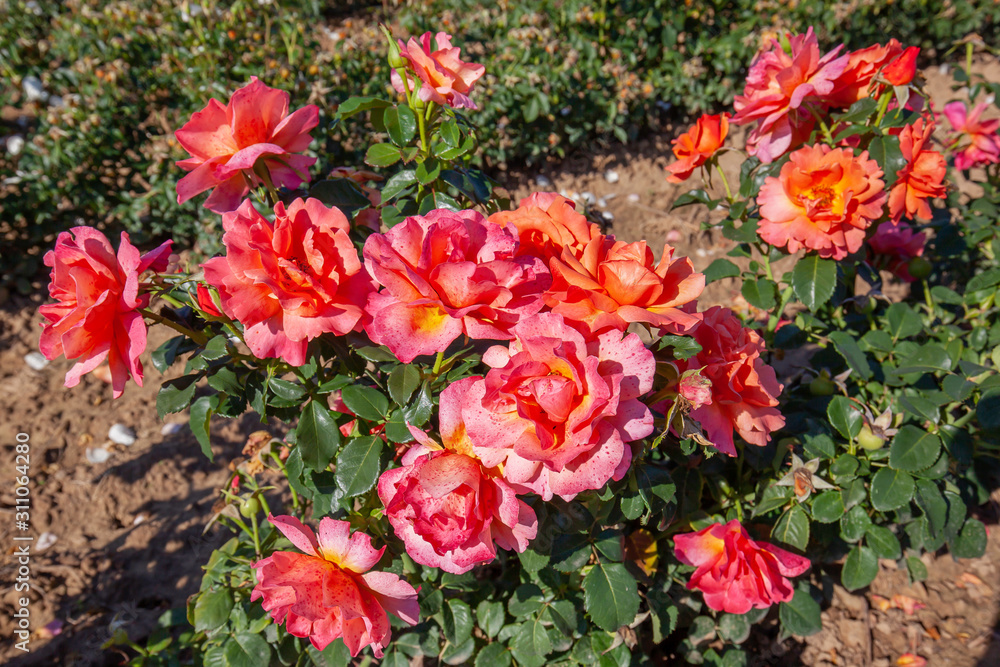 Easy Does It rose flower in the field. Scientific name: Rosa ' Easy Does It'
Flower bloom Color: Orange and orange blend
