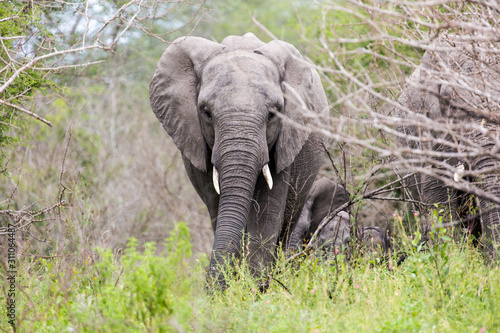 Elephants in the Kruger National Park South Africa  © Sheldrickfalls