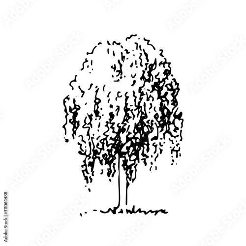 Vector tree, hand drawn sketch,  weeping shape