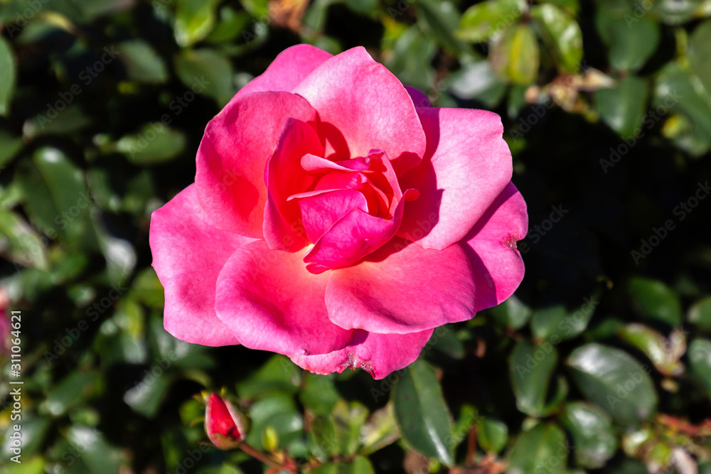 Belle Danielle rose flower in the field, Ontario, Canada. Flower bloom Color: pink