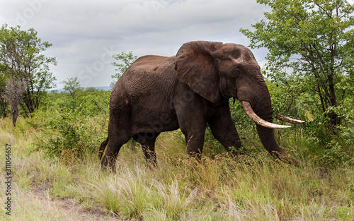 Elephants in the Kruger National Park South Africa 